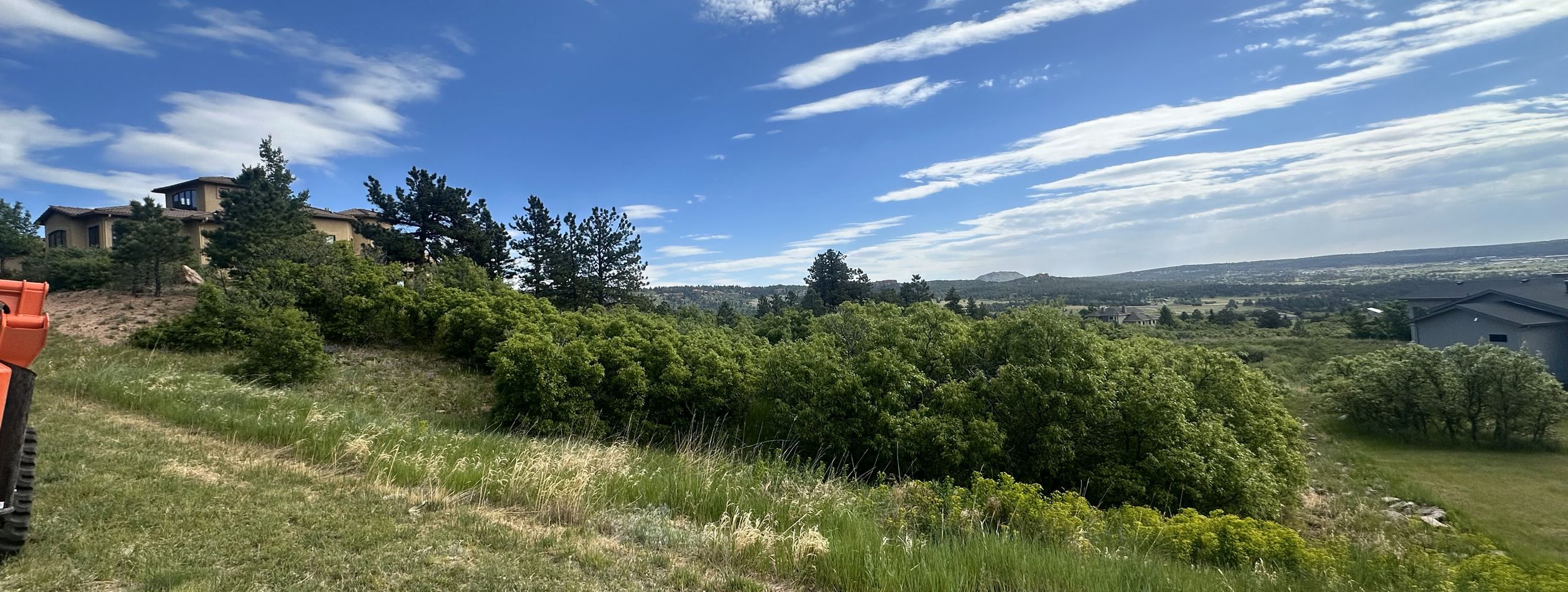 overgrown pasture grass